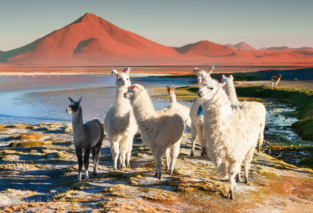 Geysire Sol de Mañana, Laguna Colorada & der 